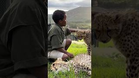 Would You Pet a Cheetah in Africa?