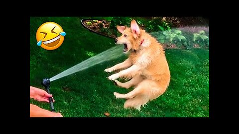 Funniest Dogs And Cats Videos 😅 - Best Funny Animal Videos 2023 😇