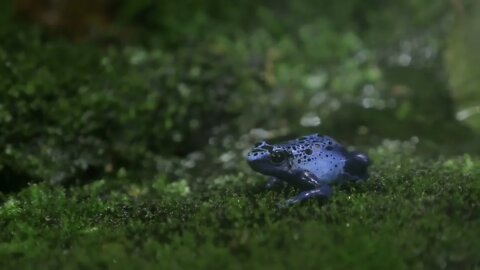 Close up shot blue poison arrow frog in green terrarium Species has toxin located in the skin