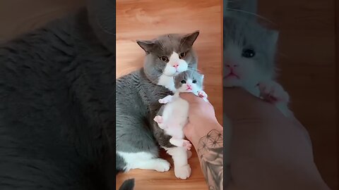 Top Video Cute Baby Cat