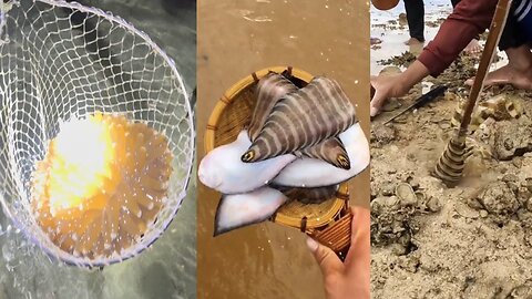 ASMR Marine Animal Hunting Activities Around the Beach