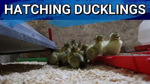 Silver Appleyard Ducklings Have Hatched! Not Planning Our Hatching Lockdowns Right |