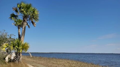 Skipper Bay Afternoon with palm tree and wind - Winter 2022