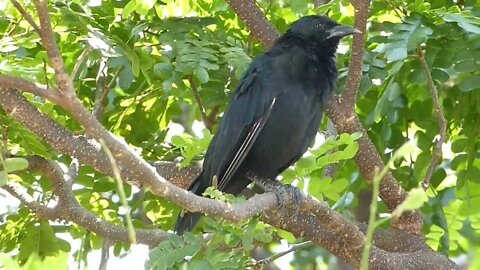 Pássaro Preto (Graúna) Canto Mateiro Mineiro