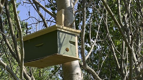 Homemade Swarm Trap Getting Action