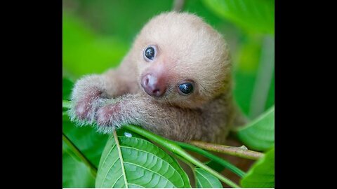 Baby Sloths Being Sloths - FUNNIEST Compilation