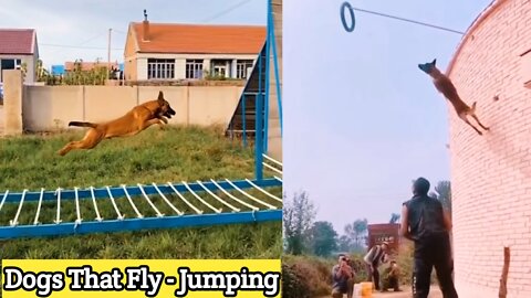 Dogs That Fly - Malinois & Alsatian Dogs Show Their Jumping Agility