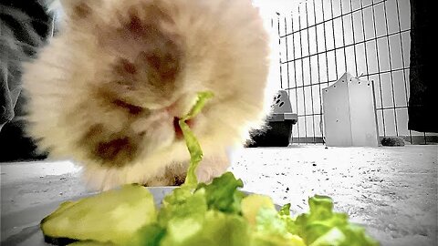 Bunny Salad Crunch!