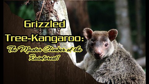 Grizzled Tree-Kangaroo: The Master Climber of the Rainforest!