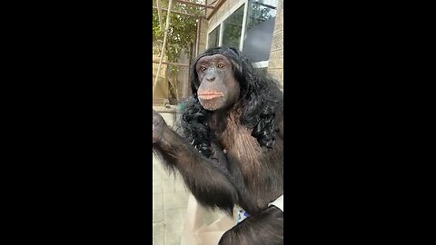 Funny monkey video eatting food