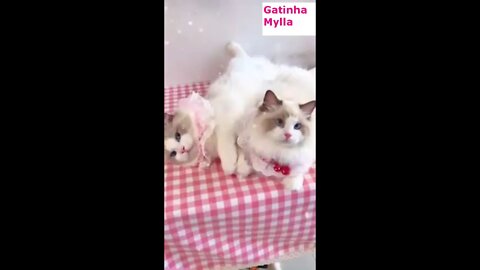 Funny, Gracious Puppies and Kittens. See what they do!