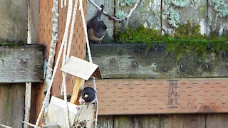 Dark-eyed Junco