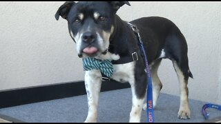 Pet of the week: Anikin