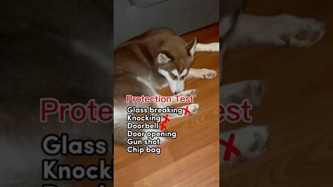 Husky Puppy PROTECTION TEST!#husky #huskies #huskypuppy #huskylovers #puppy #shorts