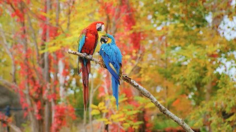 Feathers and Flight: A Spectacular Showcase of Wild Birds”