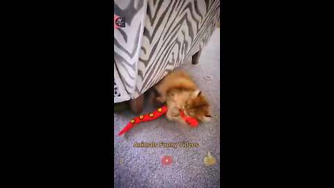 Cat And Funny Snakes Toy Compilation Videos _ Best Funny Reaction _ Animals