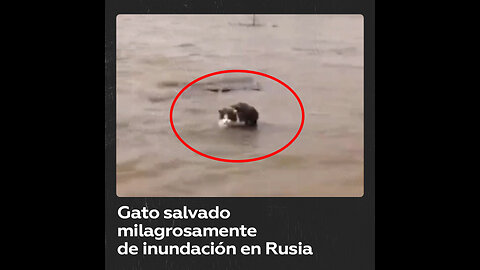 Rescatan a un gato atrapado durante la inundación en Rusia