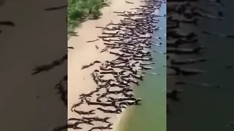 🇧🇷🐊 In Brazil, an invasion of crocodiles that have flooded one of the beaches.