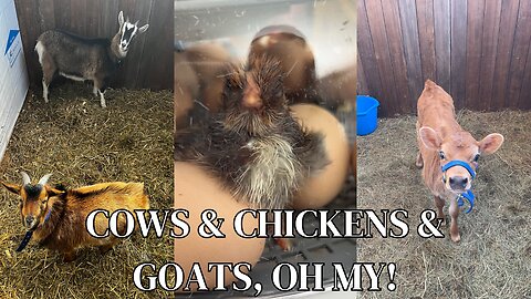 Penny is on the move, the incubator chicks are moved to the barn, and Cocoa is still pregnant!