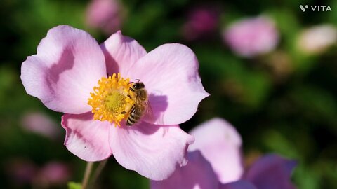 Honey Bee sucking honey from Flowers