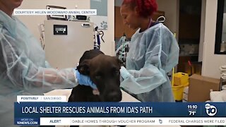 Local shelter takes in animals from Ida's path