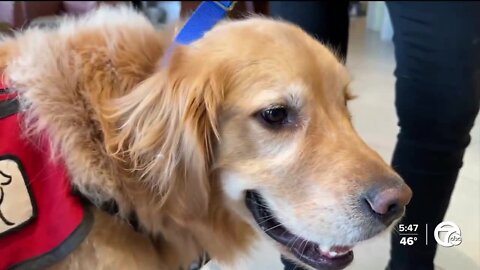 George the therapy dog helps Henry Ford nurses keep stress at bay this Christmas