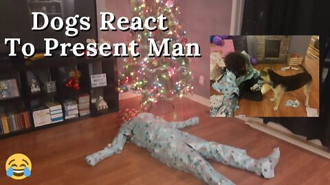 Beware The Present Man | Dogs React To Their Big Gift