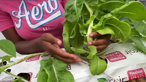 St. Pete Youth Farm gets game-changing greenhouse to help fight food insecurity