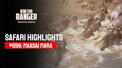 Safari Highlights #699: 25 July 2022 | Lalashe Maasai Mara | Latest Wildlife Sightings