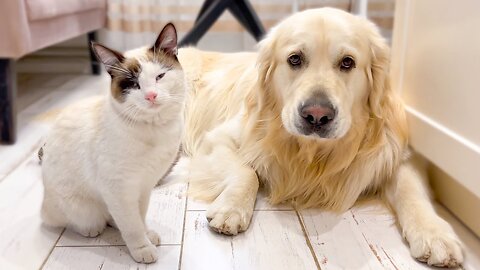 The Cat that never leaves the Golden Retriever