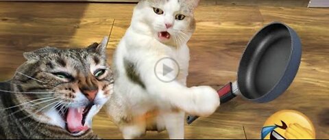 Funny cat and dog videos 2024.