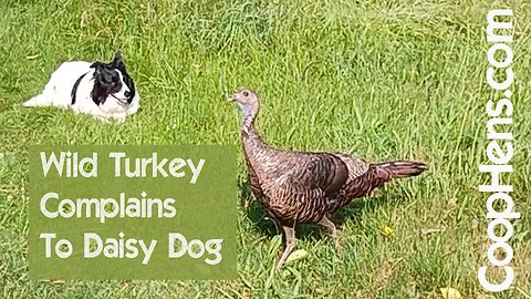 Wild Turkey Complains to Border Collie Dog