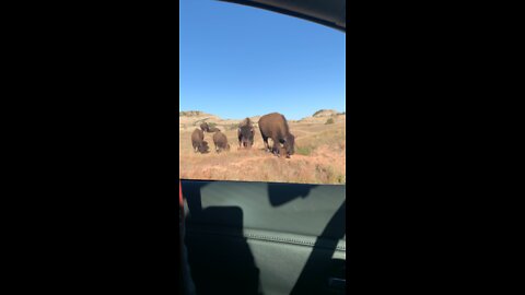 Bisons in North Dakota | Theodore Roosevelt National Park