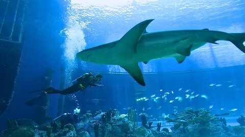 Texas State Aquarium Corpus Christi, TX