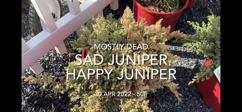 Sad Juniper Happy Juniper