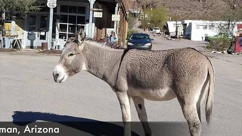 Oatman, Arizona, Home of the Wild Burros