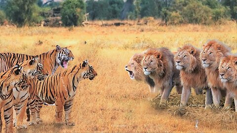 When Tigers And Lions Face Each Other. Wildlife Moments...