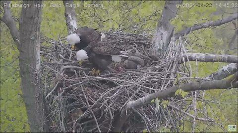 Hays Eagles Squirrel taunts Mom and Dad Swat Team 42221 14:43