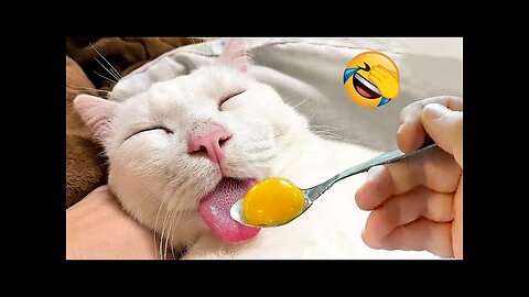 New Funny Animals 😂 Funniest Cats and Dogs Videos 😺🐶