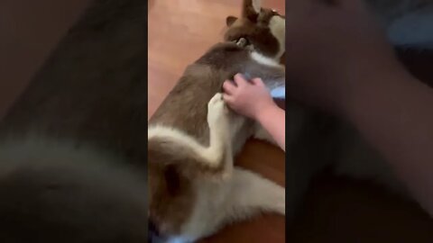 THAT’S THE SPOT!! Tickling my husky!! #husky #huskypuppy #huskylovers #huskies #shorts