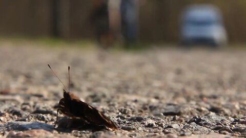 Butterfly on the road