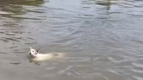 People on top of their flooded homes in Kherson cheer for the animal