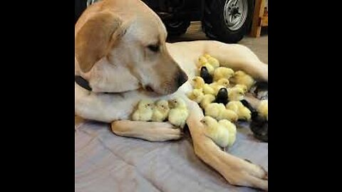 Amazing Baby dog and -Cute baby chicken And Funny Videos