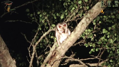 White Faced Owl Eats Huge Centipede