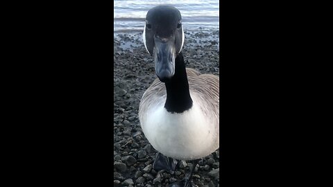 Canada Goose Close Up Investigation