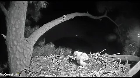 Owlet Finally Eats Rat Brought By Dad 🦉 3/29/22 00:45