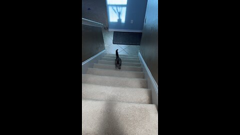 Cat running up the stairs