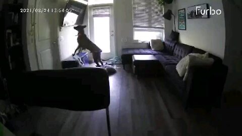 Dog Chews 70inch TV While Owners Are at Work