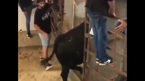 Guy gets kicked in the face by a bull