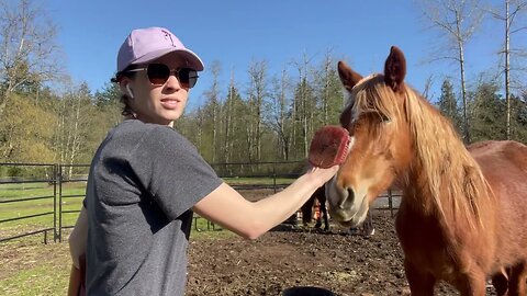 Gentling Wild Mustangs Force Free in a Huge Field: PART 3